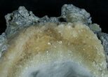 Calcite Crystal Filled Clam Fossil #6045-2